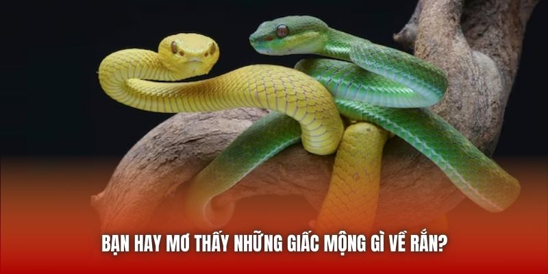 Bạn hay mơ thấy những giấc mộng gì về rắn?