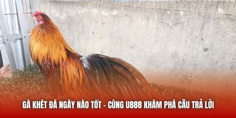 Gà Khét Đá Ngày Nào Tốt - Cùng U888 Khám Phá Câu Trả Lời