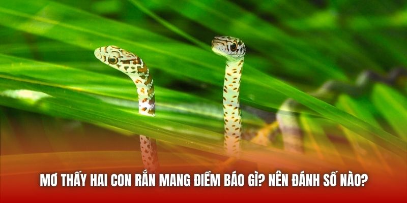 Mơ Thấy Hai Con Rắn Mang Điềm Báo Gì? Nên Đánh Số Nào?