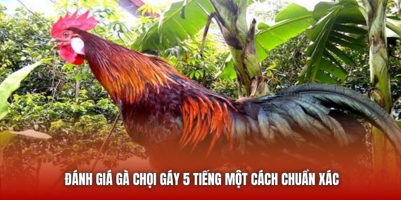 Đánh giá gà chọi gáy 5 tiếng một cách chuẩn xác
