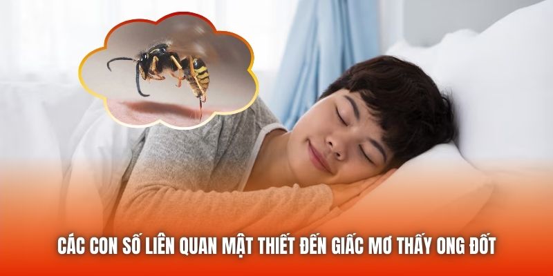 Các con số liên quan mật thiết đến giấc mơ thấy ong đốt