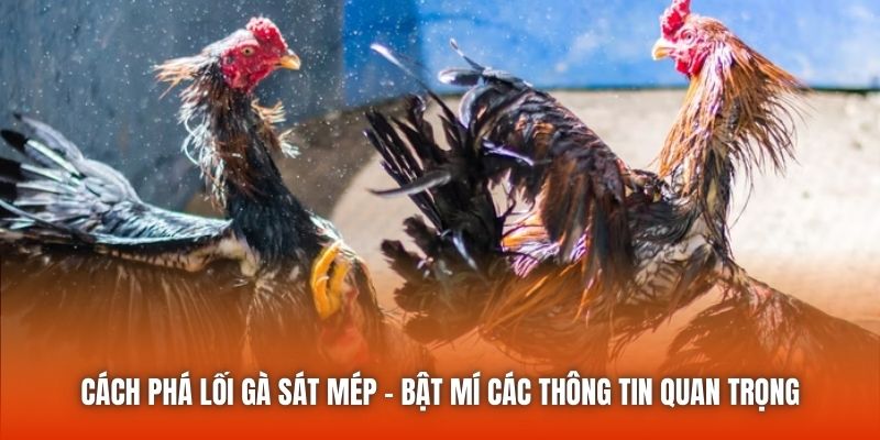 Cách Phá Lối Gà Sát Mép - Bật Mí Các Thông Tin Quan Trọng